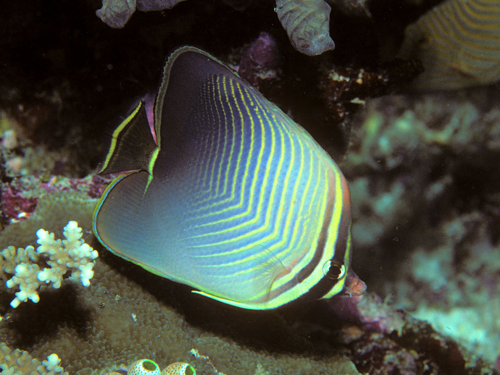 Chaetodon baronessa (Pesce farfalla triangolo del Pacifico)